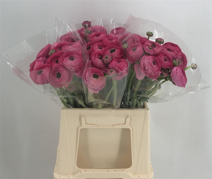 <h4>Ran Suc 1st Ciclamino</h4>