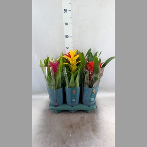 Guzmania   ...mix