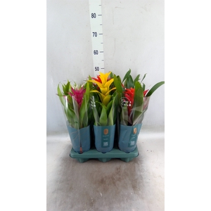 Guzmania   ...mix