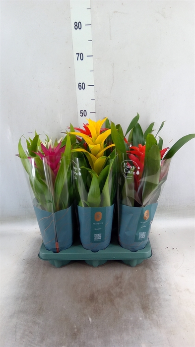 <h4>Guzmania   ...mix</h4>