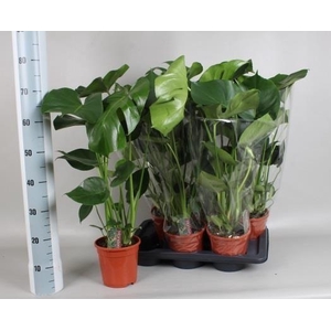 Monstera deliciosa 17Ø 70cm 5pp