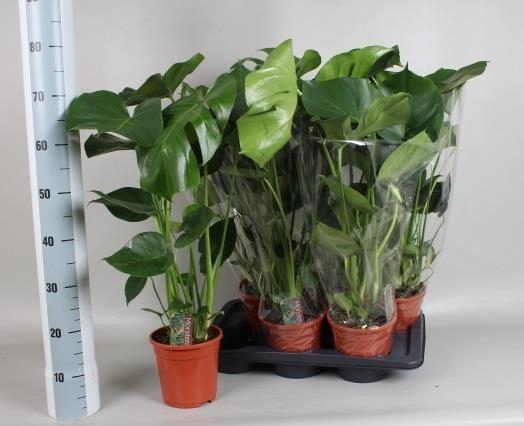 Monstera deliciosa 17Ø 70cm 5pp