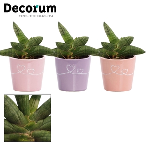 Sansevieria Boncellensis 6 cm in Romy (Party Love-collection)