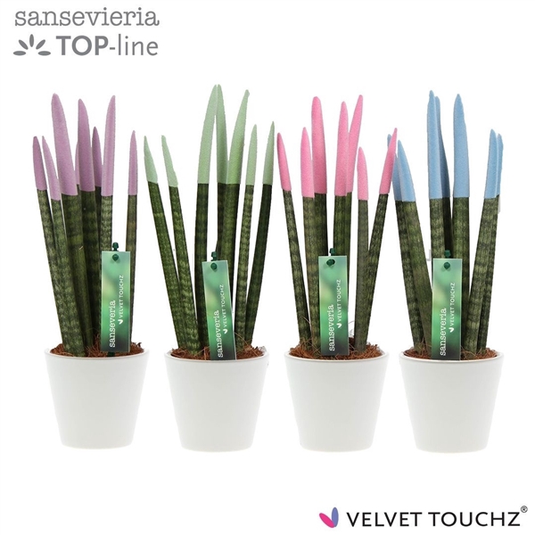 <h4>Sansevieria VELVET TOUCHZ® Pastel mix In keramiek R'dam</h4>