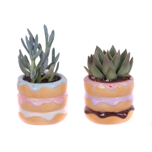 Succulenten mix 5,5 cm in happy donut pot