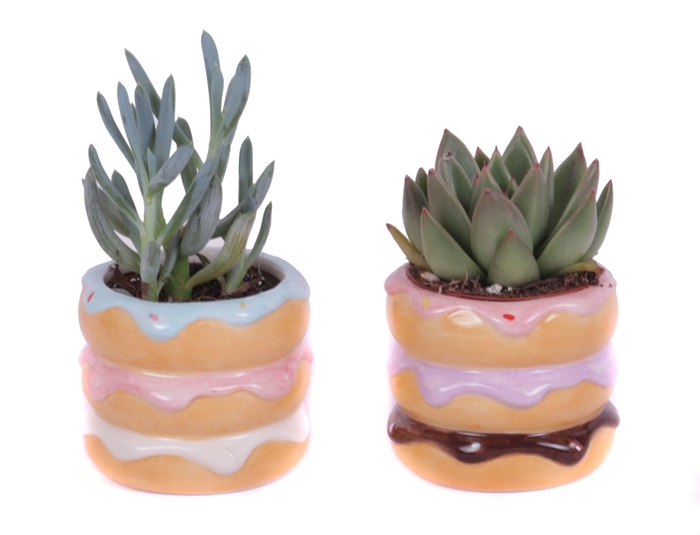<h4>Succulenten mix 5,5 cm in happy donut pot</h4>