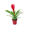 Vriesea Christiane mini rood