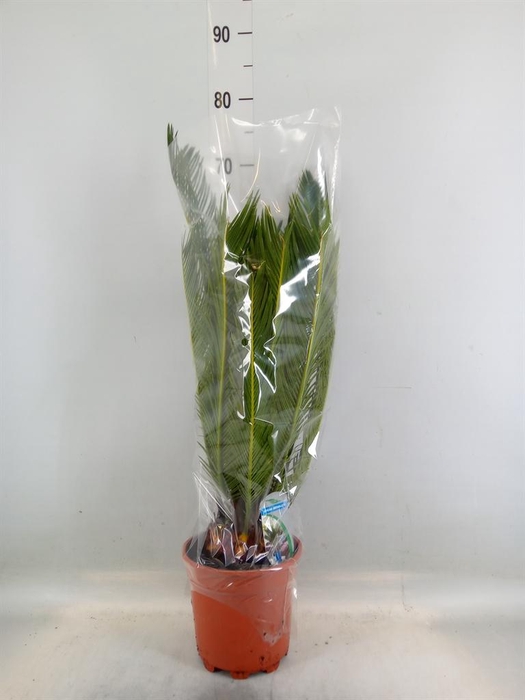 <h4>Cycas revoluta</h4>