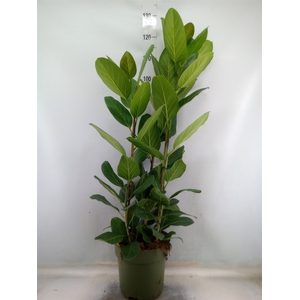 Ficus benghalensis 'Audrey'