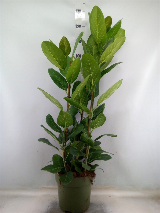 <h4>Ficus benghalensis 'Audrey'</h4>