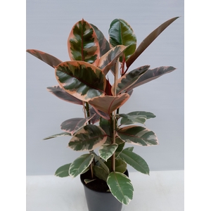 FICUS ELASTICA P21 BELIZE