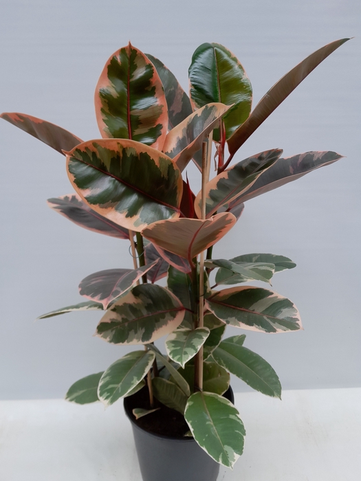 <h4>FICUS ELASTICA P21 BELIZE</h4>