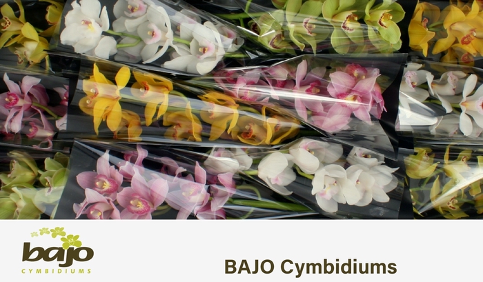 <h4>CYMB T GEM</h4>