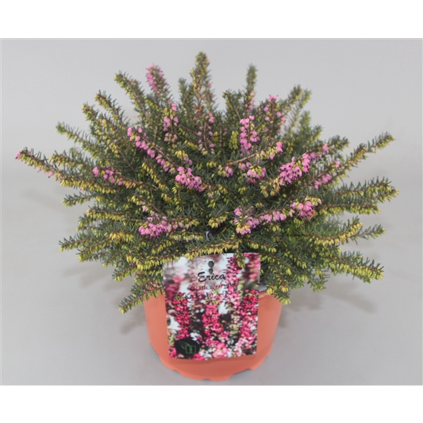 <h4>Erica darleyensis 'Kramer's Rote' C2</h4>