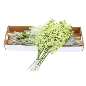 Dendro Green X40