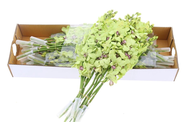 <h4>Dendro Green X40</h4>