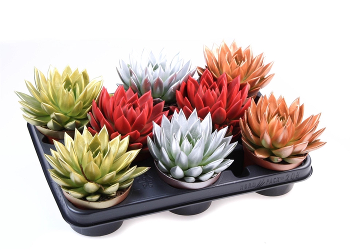 <h4>Echeveria  'Miranda'</h4>