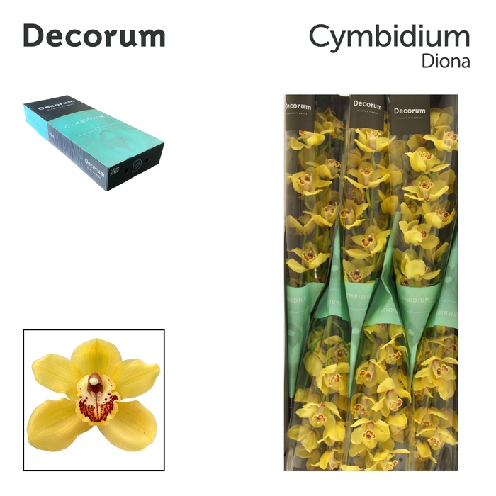 <h4>CYMB T DIONA Decorum 60cm</h4>