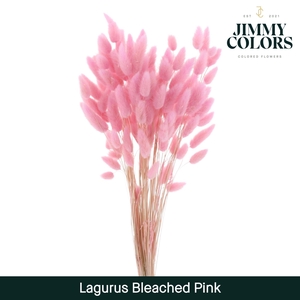 Lagurus bleached Pink
