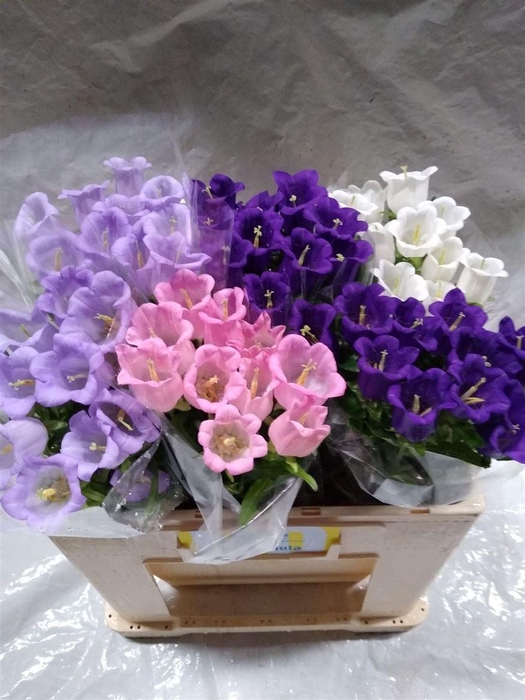 <h4>Camp Medium Gem</h4>