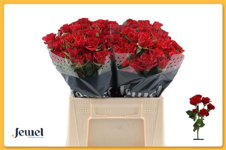 <h4>R Tr Mirabel Water</h4>