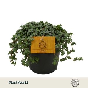 Pilea Glauc Greyzy