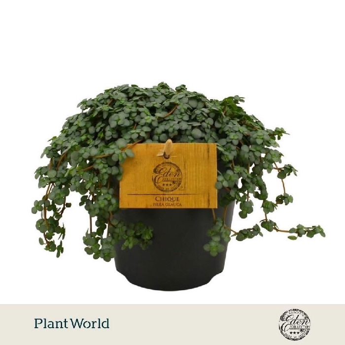 <h4>Pilea Glauc Greyzy</h4>