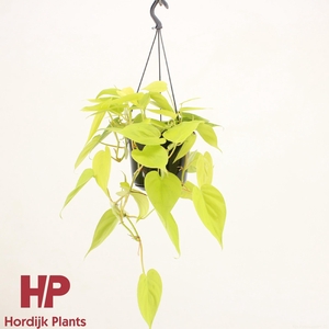 Epipremnum pinnatum 'Golden Pothos'