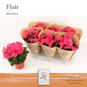 Begonia Adonia P14 Dolc'Amore® Kraft