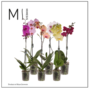 Phalaenopsis Mix 1 spike – 12cm | Mimesis