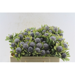 Leucad Pubescens