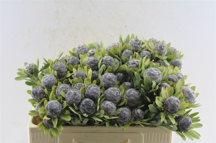 <h4>Leucad Pubescens</h4>