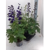 Delphinium Pacific Giant Grp 'Magic Fountains'