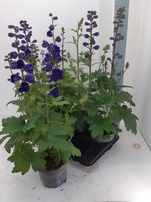 Delphinium Pacific Giant Grp 'Magic Fountains'