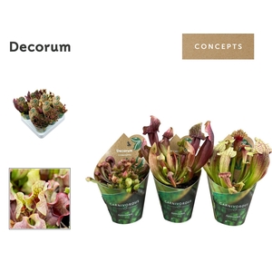 Sarracenia mix 8,5 cm in potcover (Decorum)