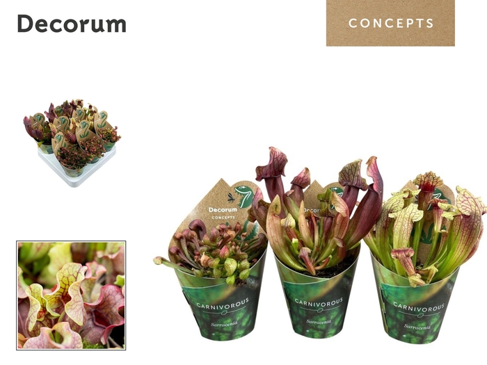 <h4>Sarracenia mix 8,5 cm in potcover (Decorum)</h4>