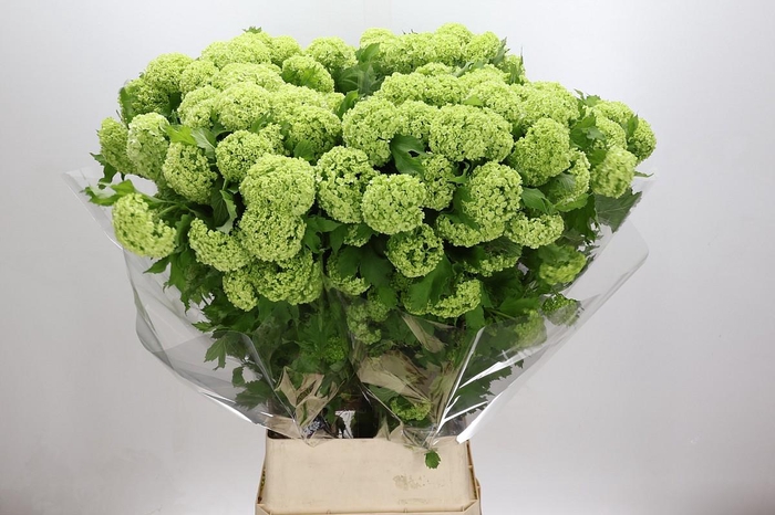 <h4>Viburnum Roseum</h4>