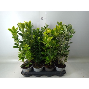 Euonymus japon.   ...mix