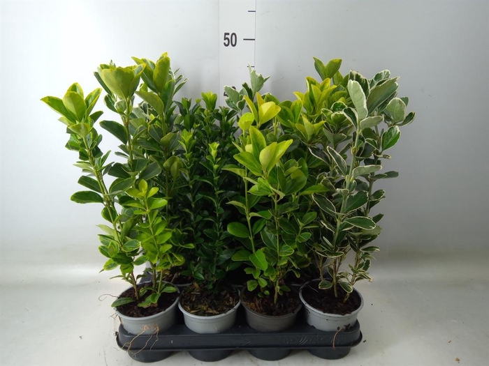 <h4>Euonymus japon.   ...mix</h4>