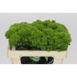 Dianthus Br Kiwi Mellow