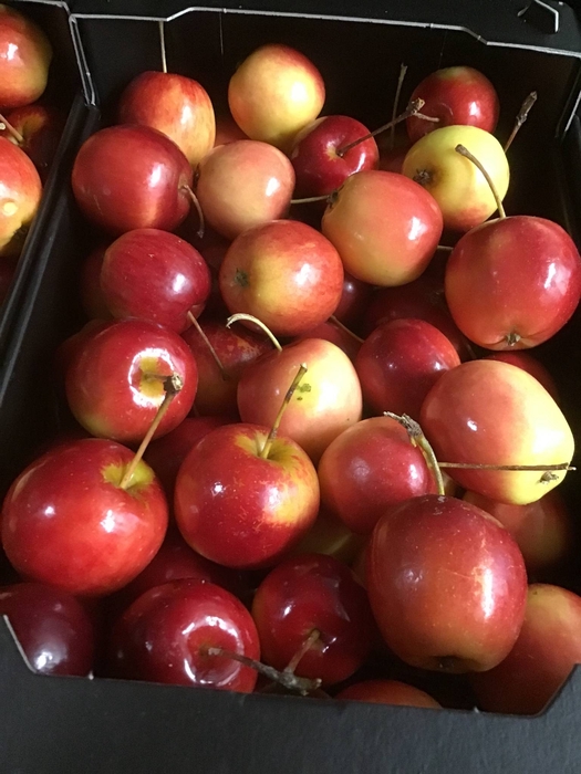 SIERFRUIT MALUS APPELTJES ROOD X8