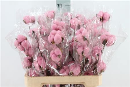 <h4>Katoen Cotton Cerise 6 Head</h4>