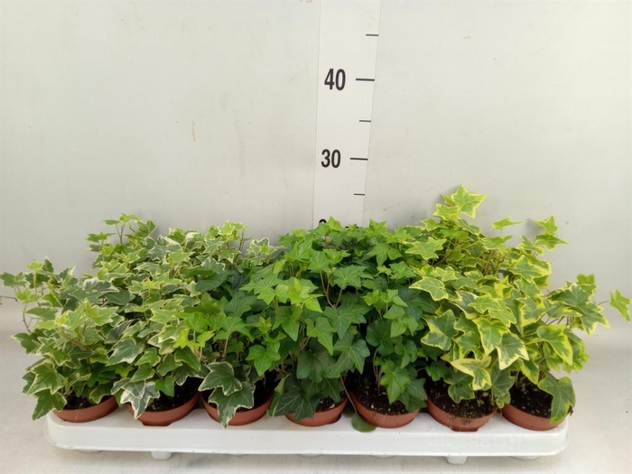 <h4>Hedera   ...mix</h4>