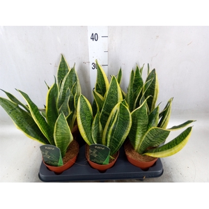 Sansevieria trifa. 'Futura Superba'