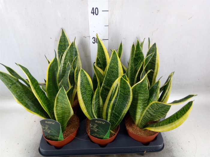 <h4>Sansevieria trifa. 'Futura Superba'</h4>