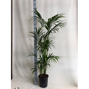 KENTIA - P27 H 200 - 7/8 PP - EcoLine (Howea forsteriana)