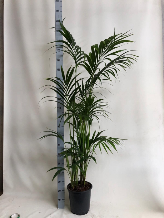<h4>KENTIA - P27 H 200 - 7/8 PP - EcoLine (Howea forsteriana)</h4>