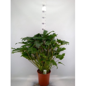 Philodendron xanadu