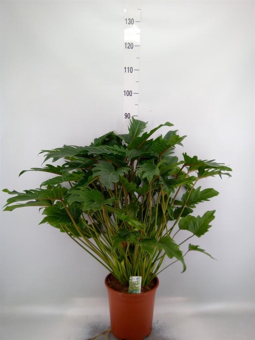 <h4>Philodendron xanadu</h4>