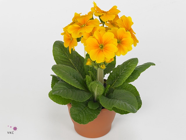 PRIM EL SIBEL GOLDGE